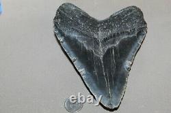 MEGALODON Fossil Giant Shark Teeth Ocean No Repair 6.09 HUGE BEAUTIFUL TOOTH