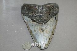 MEGALODON Fossil Giant Shark Teeth Ocean No Repair 6.21 HUGE BEAUTIFUL TOOTH