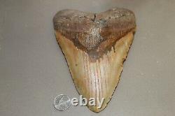 MEGALODON Fossil Giant Shark Teeth Ocean No Repair 6.45 HUGE BEAUTIFUL TOOTH