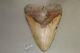 Megalodon Fossil Giant Shark Teeth Ocean No Repair 6.45 Huge Beautiful Tooth
