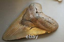 MEGALODON Fossil Giant Shark Teeth Ocean No Repair 6.45 HUGE BEAUTIFUL TOOTH