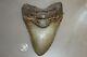 Megalodon Fossil Giant Shark Teeth Ocean No Repair 6.49 Huge Beautiful Tooth