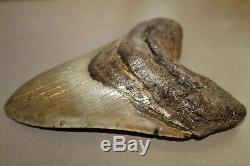 MEGALODON Fossil Giant Shark Teeth Ocean No Repair 6.49 HUGE BEAUTIFUL TOOTH