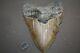 Megalodon Fossil Giant Shark Tooth All Natural Large 5.87 Huge Beautiful Tooth