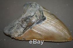 MEGALODON Fossil Giant Shark Tooth All Natural Large 5.87 HUGE BEAUTIFUL TOOTH