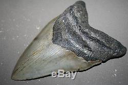 MEGALODON Fossil Giant Shark Tooth All Natural Large 5.91 HUGE BEAUTIFUL TOOTH