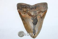 MEGALODON Fossil Giant Shark Tooth NO REPAIR Natural 5.74 HUGE BEAUTIFUL TOOTH