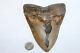 Megalodon Fossil Giant Shark Tooth No Repair Natural 5.74 Huge Beautiful Tooth