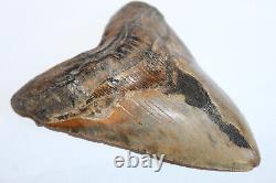MEGALODON Fossil Giant Shark Tooth NO REPAIR Natural 5.74 HUGE BEAUTIFUL TOOTH