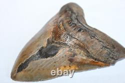 MEGALODON Fossil Giant Shark Tooth NO REPAIR Natural 5.74 HUGE BEAUTIFUL TOOTH