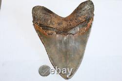 MEGALODON Fossil Giant Shark Tooth NO REPAIR Natural 5.74 HUGE BEAUTIFUL TOOTH