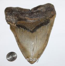 MEGALODON Fossil Giant Shark Tooth NO REPAIR Natural 6.22 HUGE BEAUTIFUL TOOTH