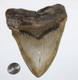 Megalodon Fossil Giant Shark Tooth No Repair Natural 6.22 Huge Beautiful Tooth