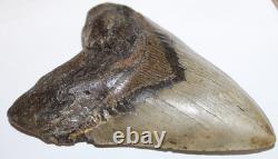 MEGALODON Fossil Giant Shark Tooth NO REPAIR Natural 6.22 HUGE BEAUTIFUL TOOTH