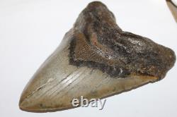 MEGALODON Fossil Giant Shark Tooth NO REPAIR Natural 6.22 HUGE BEAUTIFUL TOOTH