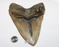 MEGALODON Fossil Giant Shark Tooth NO REPAIR Natural 6.22 HUGE BEAUTIFUL TOOTH