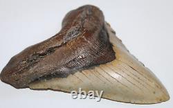 MEGALODON Fossil Giant Shark Tooth NO REPAIR Natural 6.34 HUGE BEAUTIFUL TOOTH