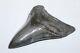 Megalodon Fossil Giant Shark Tooth No Repair Natural 3.92 Huge Commercial Grade