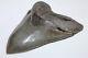Megalodon Fossil Giant Shark Tooth No Repair Natural 5.57 Huge Commercial Grade