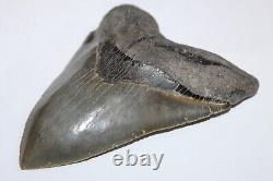 MEGALODON Fossil Giant Shark Tooth NO Repair Natural 5.57 HUGE COMMERCIAL GRADE