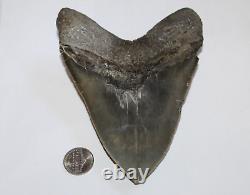 MEGALODON Fossil Giant Shark Tooth NO Repair Natural 5.57 HUGE COMMERCIAL GRADE