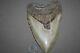 Megalodon Fossil Giant Shark Tooth Natural Large 5.80 Huge Beautiful Tooth