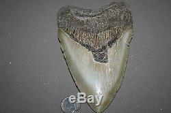 MEGALODON Fossil Giant Shark Tooth Natural Large 5.80 HUGE BEAUTIFUL TOOTH