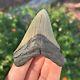 Megalodon Fossil Giant Shark Tooth Natural No Repair 3.27 X 2.55