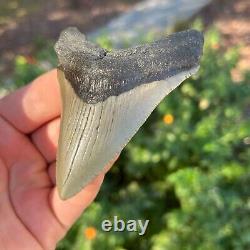MEGALODON Fossil Giant Shark Tooth Natural NO Repair 3.27 x 2.55