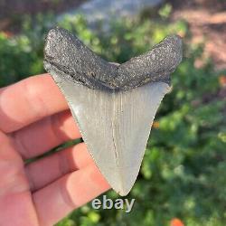 MEGALODON Fossil Giant Shark Tooth Natural NO Repair 3.27 x 2.55