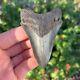 Megalodon Fossil Giant Shark Tooth Natural No Repair 3.44 X 2.27