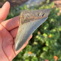 MEGALODON Fossil Giant Shark Tooth Natural NO Repair 3.44 x 2.27