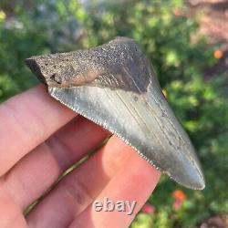 MEGALODON Fossil Giant Shark Tooth Natural NO Repair 3.44 x 2.27