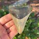 Megalodon Fossil Giant Shark Tooth Natural No Repair 3.55 X 2.57