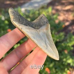 MEGALODON Fossil Giant Shark Tooth Natural NO Repair 3.55 x 2.57