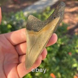 MEGALODON Fossil Giant Shark Tooth Natural NO Repair 3.55 x 2.57