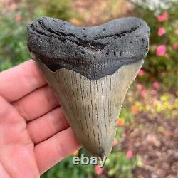 MEGALODON Fossil Giant Shark Tooth Natural NO Repair 4.43 x 3.54