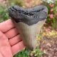 Megalodon Fossil Giant Shark Tooth Natural No Repair 4.43 X 3.54
