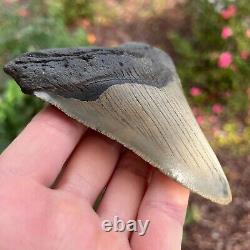 MEGALODON Fossil Giant Shark Tooth Natural NO Repair 4.43 x 3.54