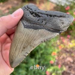 MEGALODON Fossil Giant Shark Tooth Natural NO Repair 4.43 x 3.54