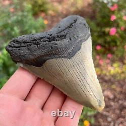 MEGALODON Fossil Giant Shark Tooth Natural NO Repair 4.43 x 3.54