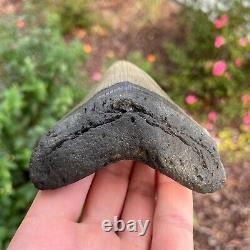 MEGALODON Fossil Giant Shark Tooth Natural NO Repair 4.43 x 3.54