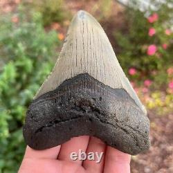 MEGALODON Fossil Giant Shark Tooth Natural NO Repair 4.43 x 3.54