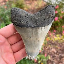 MEGALODON Fossil Giant Shark Tooth Natural NO Repair 4.43 x 3.54