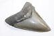 Megalodon Fossil Giant Shark Tooth Natural No Repair 4.66 Huge Museum Quality