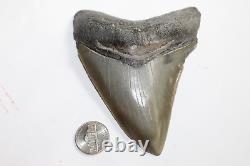 MEGALODON Fossil Giant Shark Tooth Natural NO Repair 4.66 HUGE MUSEUM QUALITY
