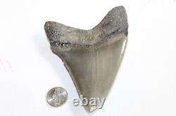 MEGALODON Fossil Giant Shark Tooth Natural NO Repair 4.66 HUGE MUSEUM QUALITY