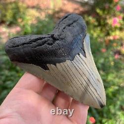 MEGALODON Fossil Giant Shark Tooth Natural NO Repair 4.71 x 3.68