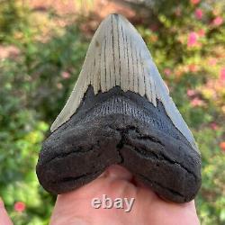 MEGALODON Fossil Giant Shark Tooth Natural NO Repair 4.71 x 3.68