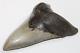 Megalodon Fossil Giant Shark Tooth Natural No Repair 4.72 Huge Museum Quality